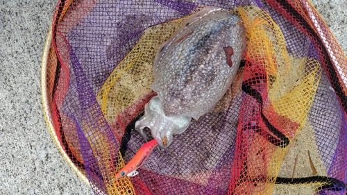 シリヤケイカの釣果