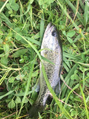 ブラックバスの釣果