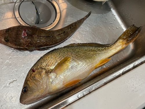 ニベの釣果