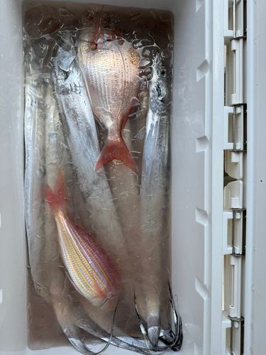 タチウオの釣果