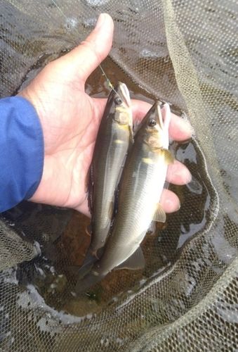 アユの釣果