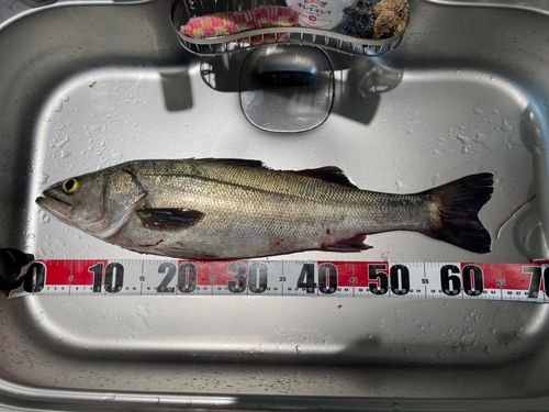 シーバスの釣果