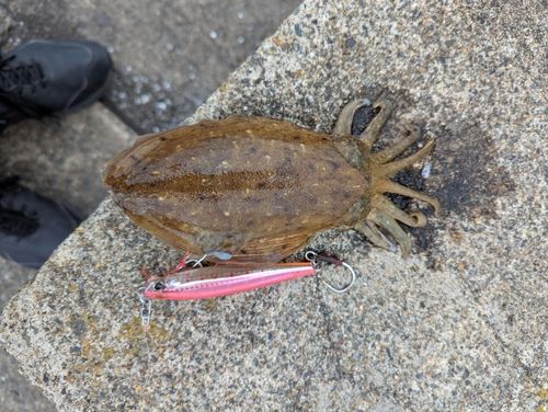 コウイカの釣果