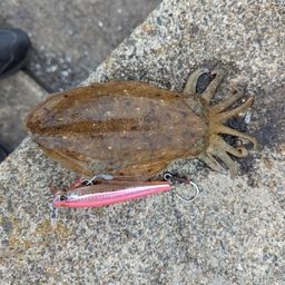 コウイカ