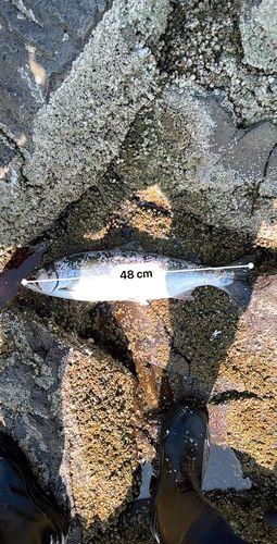 サクラマスの釣果