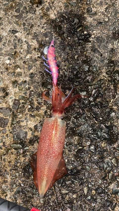 ケンサキイカの釣果