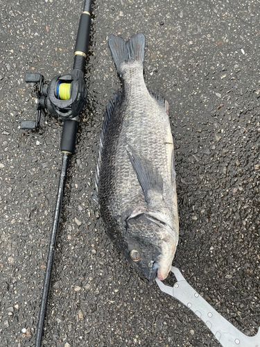 クロダイの釣果