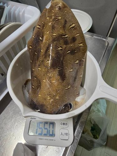 モンゴウイカの釣果