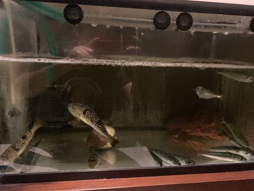 サバの釣果