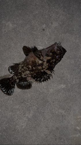 クロソイの釣果
