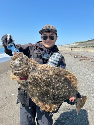 ヒラメの釣果