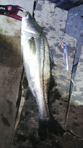 釣果