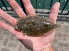 ソゲの釣果