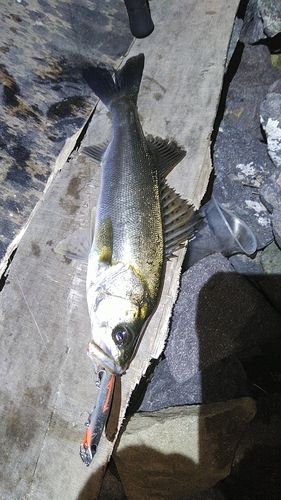 釣果