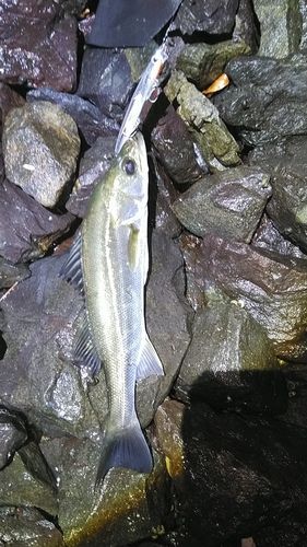 釣果