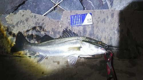 釣果