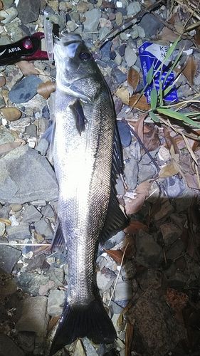 釣果