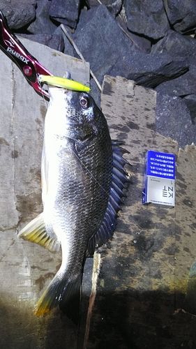 釣果