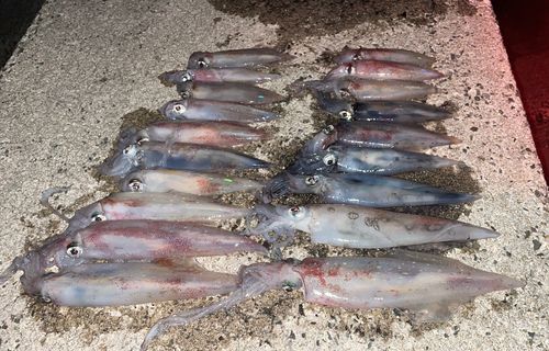 ケンサキイカの釣果