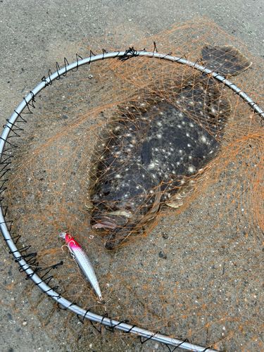 ヒラメの釣果