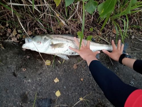 シーバスの釣果