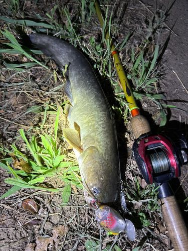 ナマズの釣果