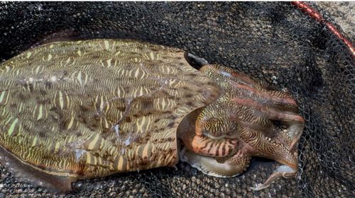 モンゴウイカの釣果