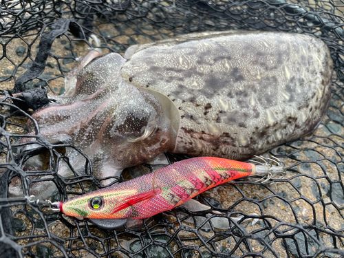 モンゴウイカの釣果