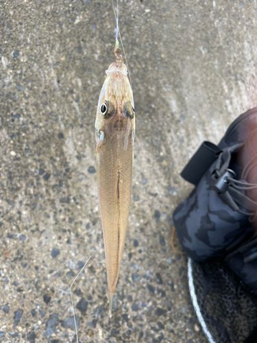 シロギスの釣果