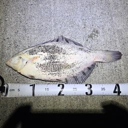 クロガシラガレイ