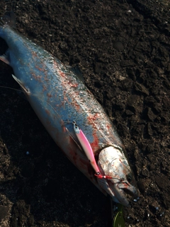 サクラマスの釣果