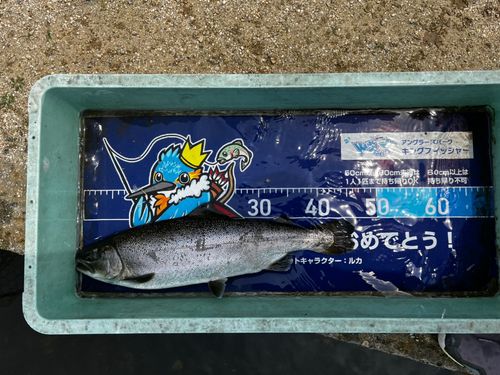 サクラマスの釣果