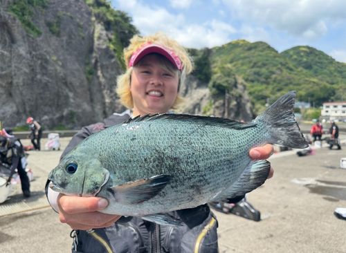 メジナの釣果