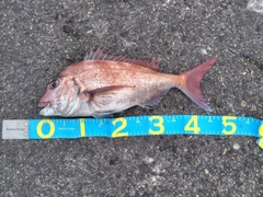 マダイの釣果