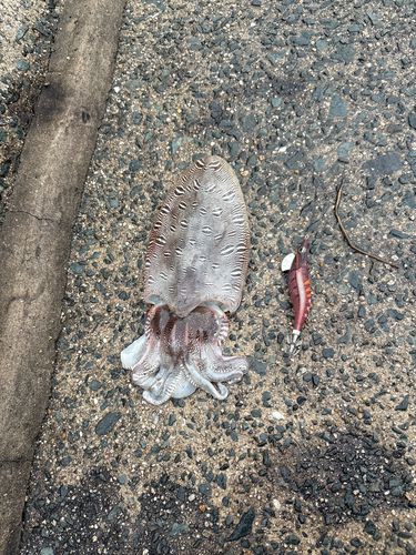 モンゴウイカの釣果