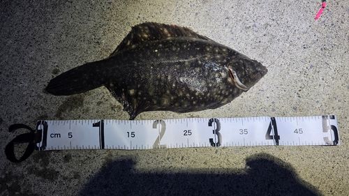クロガシラガレイの釣果