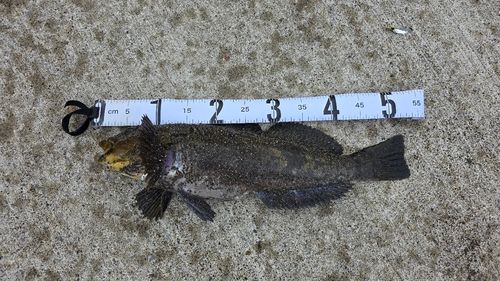 アブラコの釣果