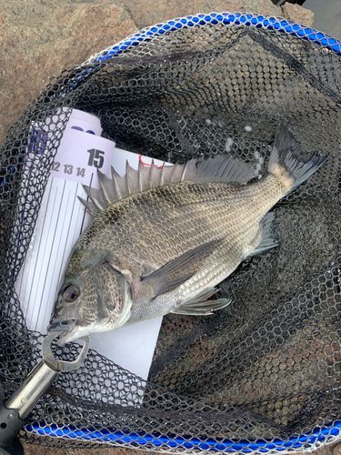 チヌの釣果