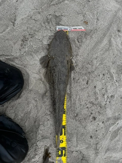 コチの釣果