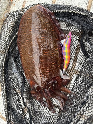 モンゴウイカの釣果