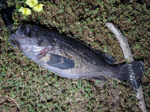 クロソイの釣果