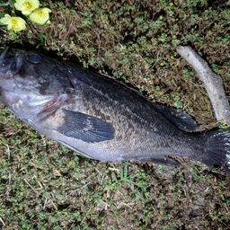 クロソイ