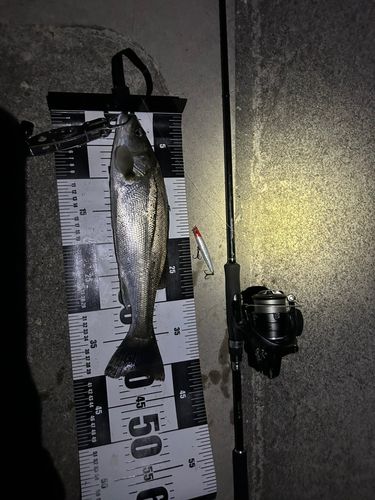 シーバスの釣果