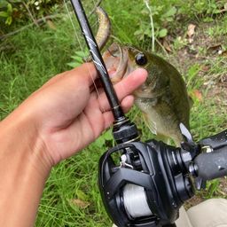 ラージマウスバス