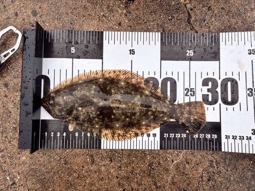 ヒラメの釣果