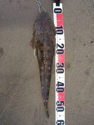 マゴチの釣果