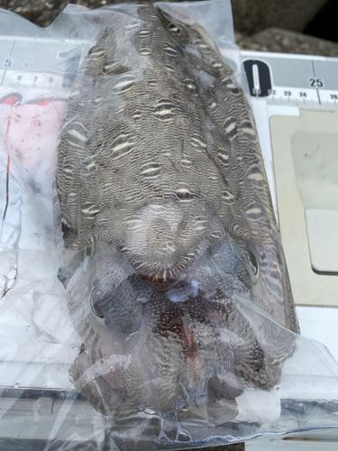 コウイカの釣果