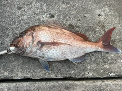 マダイの釣果