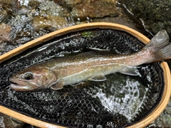 ニッコウイワナの釣果