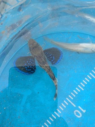 ホウボウの釣果